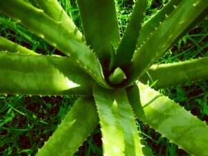 Aloe vera : Wellhealthorganic